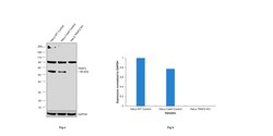 Invitrogen TRAF2 Polyclonal Antibody 100 &mu;L; Unconjugated:Antibodies,