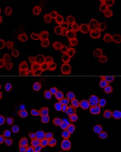 Invitrogen Caspase 1 Polyclonal Antibody 100 &mu;L; Unconjugated:Antibodies,