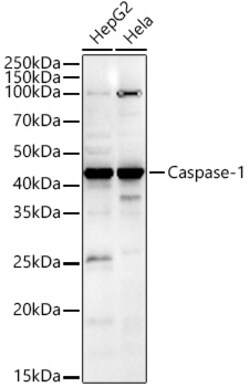 Invitrogen Caspase 1 Polyclonal Antibody 100 &mu;L; Unconjugated:Antibodies,