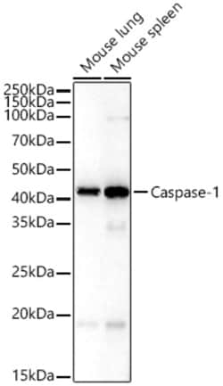 Invitrogen Caspase 1 Polyclonal Antibody 100 &mu;L; Unconjugated:Antibodies,