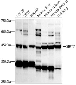 Invitrogen SIRT7 Polyclonal Antibody 100 &mu;L; Unconjugated:Antibodies,
