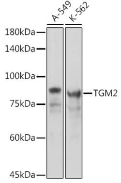 Invitrogen TGM2 Polyclonal Antibody 100 &mu;L; Unconjugated:Antibodies,