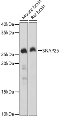 Invitrogen SNAP25 Polyclonal Antibody 100 &mu;L; Unconjugated:Antibodies,