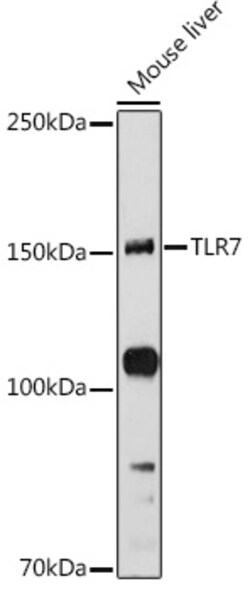 Invitrogen TLR7 Polyclonal Antibody 100 &mu;L; Unconjugated:Antibodies,