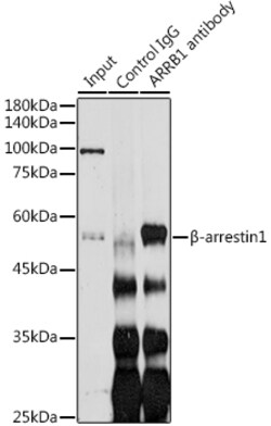 Invitrogen beta Arrestin 1 Polyclonal Antibody 100 &mu;L | Buy Online | Invitrogen&trade; | Fisher Scientific