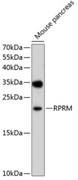 Invitrogen RPRM Polyclonal Antibody 100 &mu;L; Unconjugated:Antibodies,