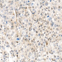 Invitrogen YAP1 Polyclonal Antibody 100 &mu;L; Unconjugated:Antibodies,