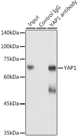 Invitrogen YAP1 Polyclonal Antibody 100 &mu;L; Unconjugated:Antibodies,