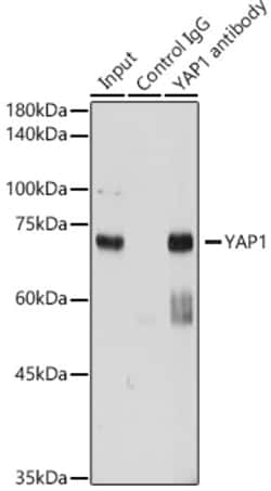 Invitrogen YAP1 Polyclonal Antibody 100 &mu;L; Unconjugated:Antibodies,