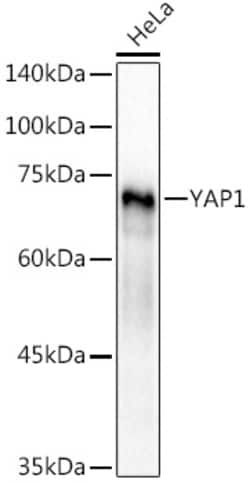 Invitrogen YAP1 Polyclonal Antibody 100 &mu;L; Unconjugated:Antibodies,