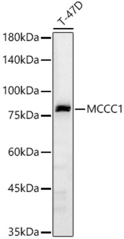 Invitrogen MCCC1 Polyclonal Antibody 100 &mu;L; Unconjugated:Antibodies,