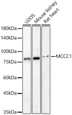 Invitrogen MCCC1 Polyclonal Antibody 100 &mu;L; Unconjugated:Antibodies,