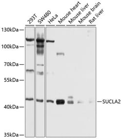 Invitrogen SUCLA2 Polyclonal Antibody 100 &mu;L; Unconjugated:Antibodies,