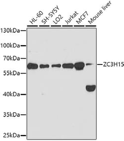 Invitrogen ZC3H15 Polyclonal Antibody 100 &mu;L; Unconjugated:Antibodies,