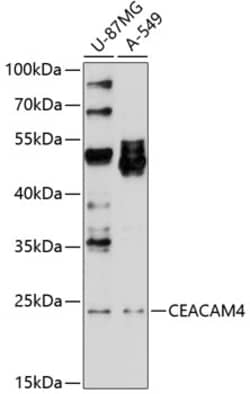 Invitrogen CEACAM4 Polyclonal Antibody 100 &mu;L; Unconjugated:Antibodies,