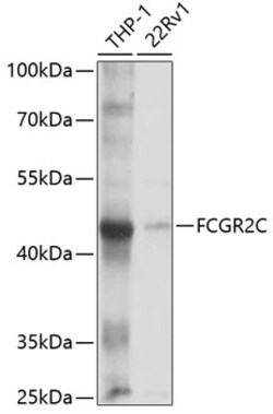 Invitrogen CD32 Polyclonal Antibody 100 &mu;L; Unconjugated:Antibodies,