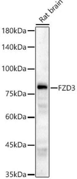 Invitrogen FZD3 Polyclonal Antibody 100 &mu;L | Buy Online | Invitrogen&trade; | Fisher Scientific