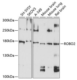 Invitrogen ROBO2 Polyclonal Antibody 100 &mu;L; Unconjugated:Antibodies,