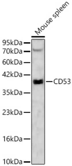 Invitrogen CD53 Polyclonal Antibody 100 &mu;L; Unconjugated:Antibodies,