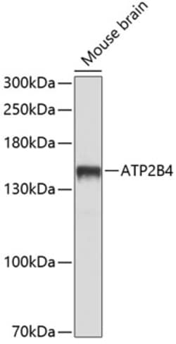 Invitrogen PMCA4 ATPase Polyclonal Antibody 100 &mu;L; Unconjugated:Antibodies,