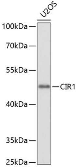 Invitrogen CIR1 Polyclonal Antibody 100 &mu;L; Unconjugated:Antibodies,