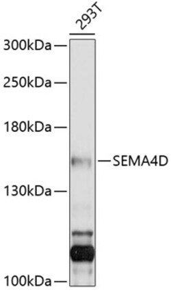 Invitrogen CD100 Polyclonal Antibody 100 &mu;L; Unconjugated:Antibodies,