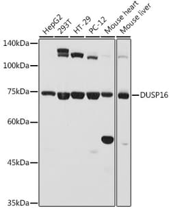 Invitrogen DUSP16 Polyclonal Antibody 100 &mu;L; Unconjugated:Antibodies,