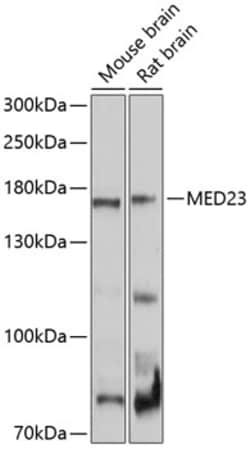 Invitrogen CRSP130 Polyclonal Antibody 100 &mu;L; Unconjugated:Antibodies,