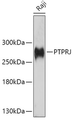 Invitrogen His6-DEP-1 Polyclonal Antibody 100 &mu;L; Unconjugated:Antibodies,