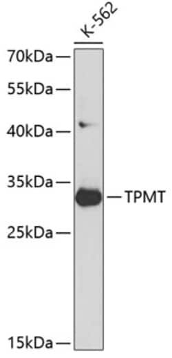 Invitrogen TPMT Polyclonal Antibody 100 &mu;L; Unconjugated:Antibodies,