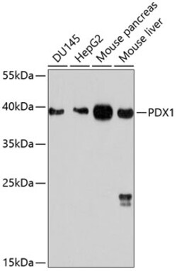 Invitrogen PDX1 Polyclonal Antibody 100 &mu;L; Unconjugated:Antibodies,