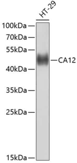 Invitrogen™ Carbonic Anhydrase XII Polyclonal Antibody