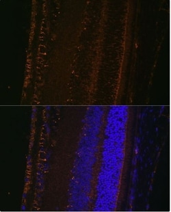 Invitrogen LOXL1 Polyclonal Antibody 100 &mu;L; Unconjugated:Antibodies,