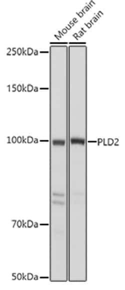 Invitrogen PLD2 Polyclonal Antibody 100 &mu;L; Unconjugated:Antibodies,