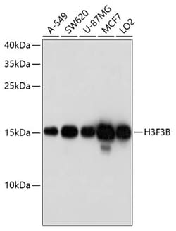 Invitrogen Histone H3.3 Polyclonal Antibody 100 &mu;L; Unconjugated:Antibodies,