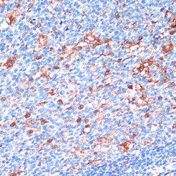 Invitrogen 14-3-3 beta Polyclonal Antibody 100 &mu;L; Unconjugated:Antibodies,