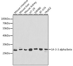 Invitrogen 14-3-3 beta Polyclonal Antibody 100 &mu;L; Unconjugated:Antibodies,