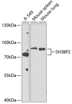 Invitrogen SH3BP2 Polyclonal Antibody 100 &mu;L; Unconjugated:Antibodies,