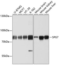 Invitrogen SPG7 Polyclonal Antibody 100 &mu;L; Unconjugated:Antibodies,