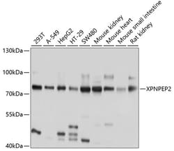 Invitrogen XPNPEP2 Polyclonal Antibody 100 &mu;L; Unconjugated:Antibodies,