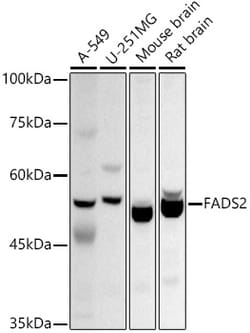 Invitrogen FADS2 Polyclonal Antibody 100 &mu;L; Unconjugated:Antibodies,