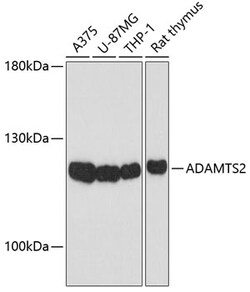 Invitrogen ADAMTS2 Polyclonal Antibody 100 &mu;L; Unconjugated:Antibodies,