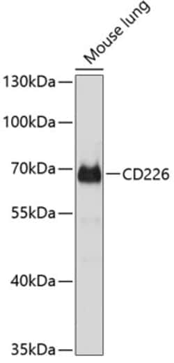 Invitrogen CD226 Polyclonal Antibody 100 &mu;L; Unconjugated:Antibodies,