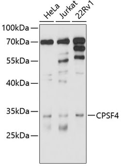 Invitrogen CPSF4 Polyclonal Antibody 100 &mu;L; Unconjugated:Antibodies,