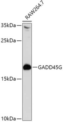 Invitrogen GADD45G Polyclonal Antibody 100 &mu;L; Unconjugated:Antibodies,