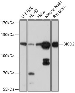 Invitrogen BICD2 Polyclonal Antibody 100 &mu;L; Unconjugated:Antibodies,