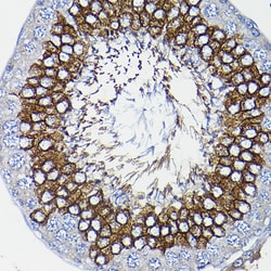 Invitrogen ICMT Polyclonal Antibody 100 &mu;L; Unconjugated:Antibodies,