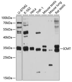 Invitrogen ICMT Polyclonal Antibody 100 &mu;L; Unconjugated:Antibodies,