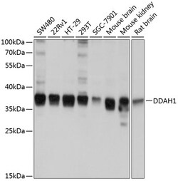 Invitrogen DDAH1 Polyclonal Antibody 100 &mu;L; Unconjugated:Antibodies,