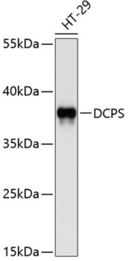 Invitrogen DCPS Polyclonal Antibody 100 &mu;L; Unconjugated:Antibodies,